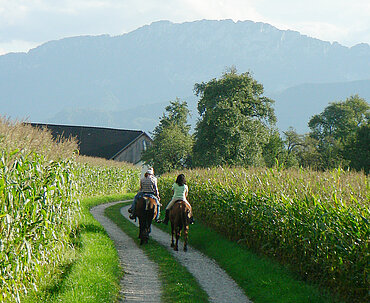 Pferdehof Trausner Ausritt