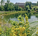 Fehringerhof Biotop