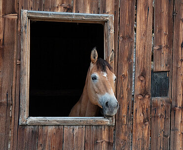 Pferdehof Auer Pferdeboxen
