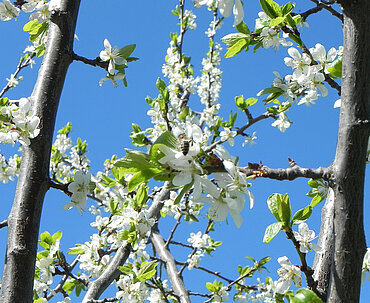 Pferdehof Trausner Honigbiene