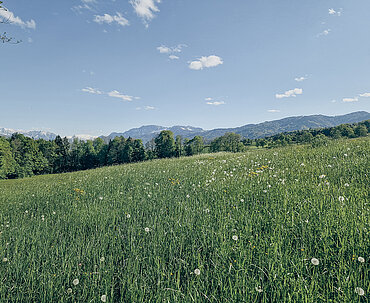 Fehringerhof Wiesen