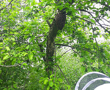 Pferdehof Trausner Bienenschwarm