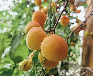 Fehringerhof Obstbäume