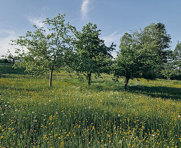 Fehringerhof Obstbäume