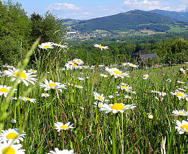 Pferdehof Trausner Blumenwiese