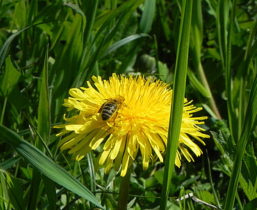 Pferdehof Trausner Honigbiene